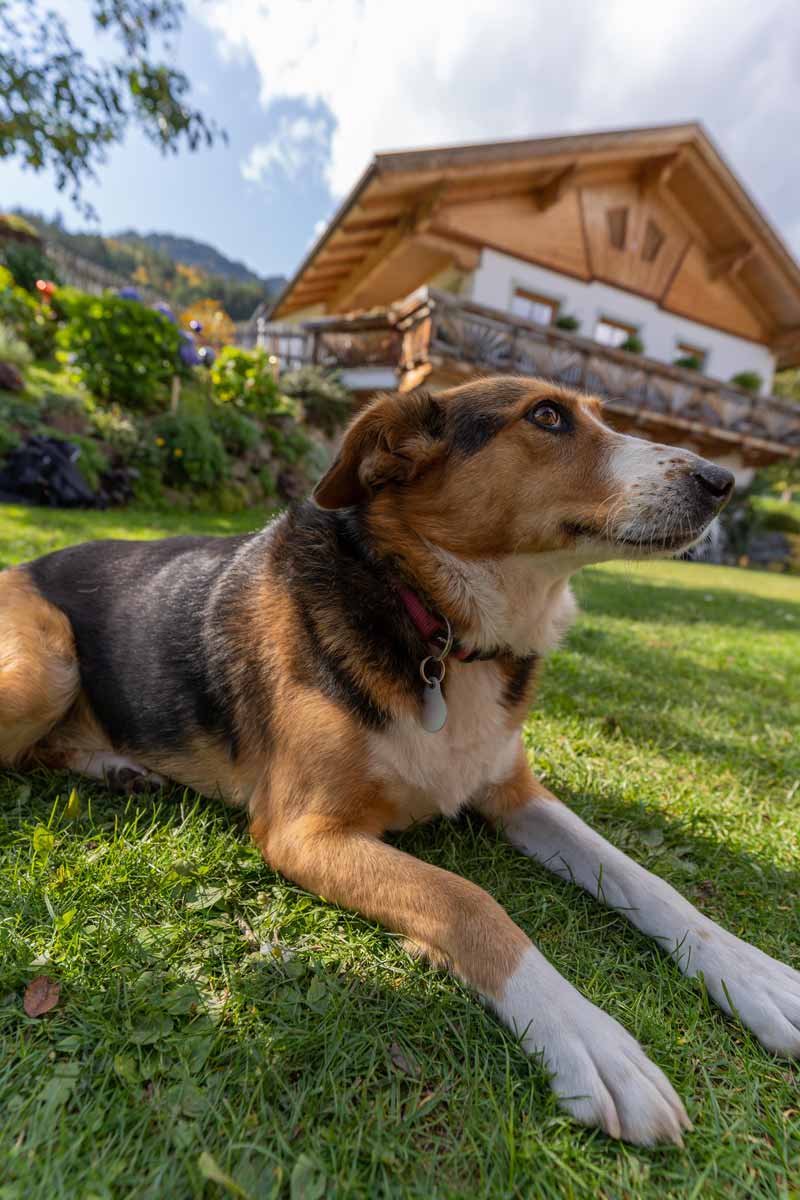 Familienhund vor UNTERTAXERHOF - Fam. Maria u. Bernhard Tiefenbacher